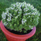 Image of Certified Organic Herbs