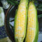 Image of Sugary Enhanced Varieties (SE)