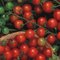 Image of Container/Basket Tomatoes