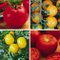 Image of Tomato Collections