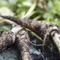 Image of Root Parsley