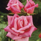 Image of Climbing Roses