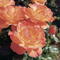 Image of Morden Roses