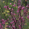 Image of Trees