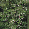 Image of Climbing Vines