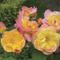 Image of Hardy Roses