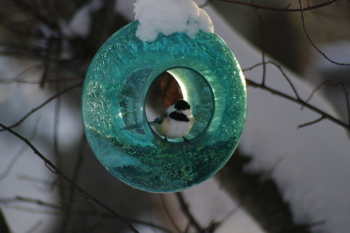 Blue Moon Feeder