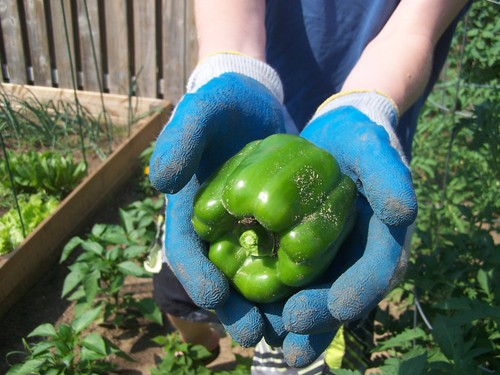 Young Gardener