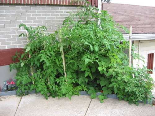 Tomatoes from seed