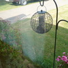 Globe Feeder Visitor