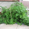 Tomatoes from seed