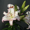 Oriental Lilies