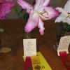 Winning Lilies 3