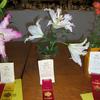 Winning Lilies 4