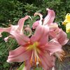 Lovely Lilies