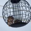 Globe Feeder