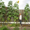 Giant Sunflowers