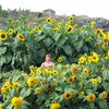 Giant Sunflowers