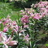 Lovely lilies