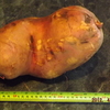 6lbs 8oz Sweeeeet Potato!