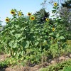Giant Sunflowers