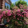 Climbing Explorer Rose