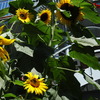 Kong Sunflowers