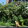 14' Kong Sunflowers
