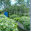 James' garden