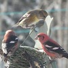 White Winged Crossbills