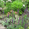 Carol's Garden
