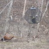Globe Feeder