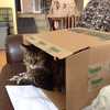 Is Veseys Shipping Cats?