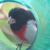 Rose Breasted Grosbeak