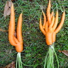 Cool Carrots
