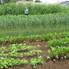 Lush Garden in Annapolis Valley