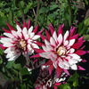 Beautiful Dahlias!