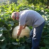 300 pound New Moon Pumpkin