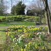 A sea of Daffodils