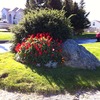 Bright Red Salvia in Newfoundland