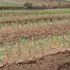 Spring Garlic