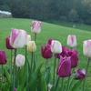 Holly's Tulips