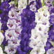 Image of Purplicious Blend Gladiolus