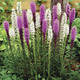 Image of Blazing Stars Liatris
