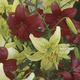 Image of Hiawatha Tiger Lily