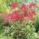 Image of Red Ostrich Plume Astilbe