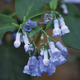 Image of Virginia Blue Bells