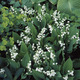Image of Lily of the Valley