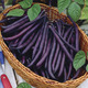 Image of Royal Burgundy Bean