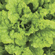 Image of Simpson Elite Lettuce